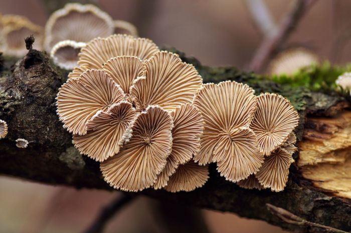 Fairy-ring Mushroom