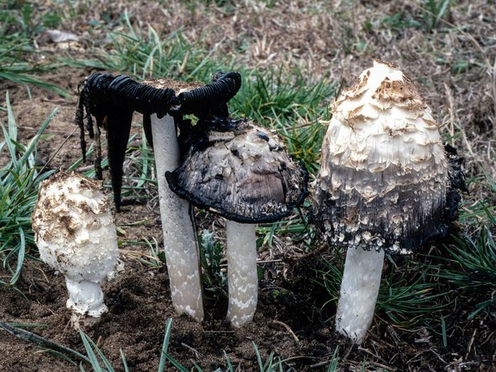 Manure Mushroom
