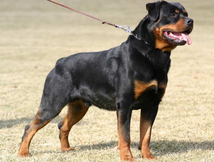 Rottweiler