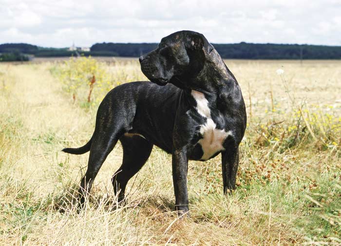 Perro de Presa Canario