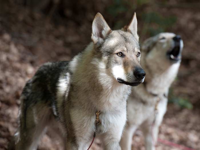 Wolf-Dog Hybrid