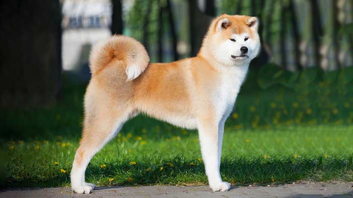 Akita Inu