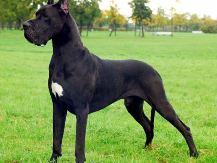 Great Dane