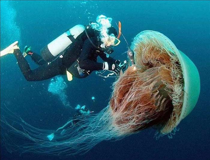 Lion's Mane Jellyfish