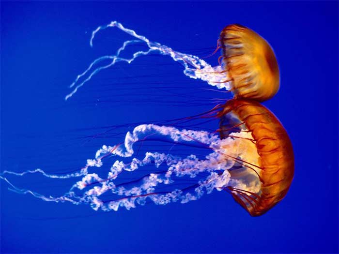 Chrysaora Jellyfish