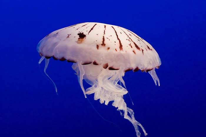 Purple Striped Jellyfish