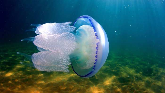 Barrel Jellyfish