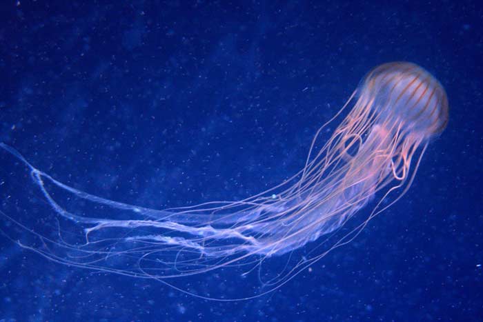 Australian Box Jellyfish