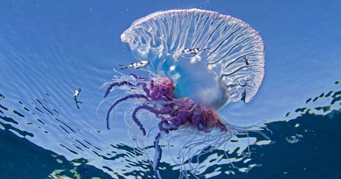 Portuguese Man o' War