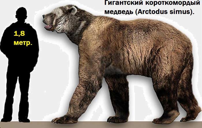 Giant Short-Faced Bear