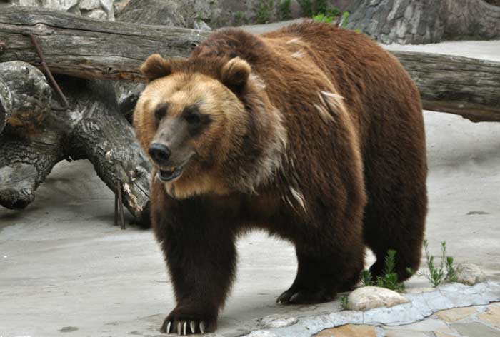 Siberian Brown Bear