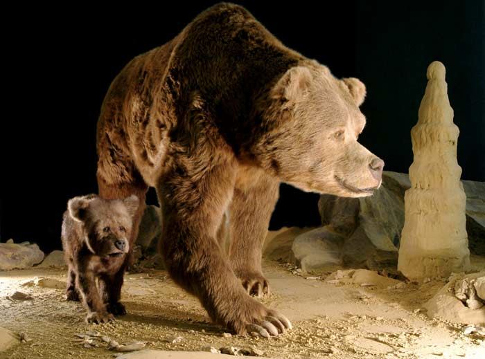 Cave Bear