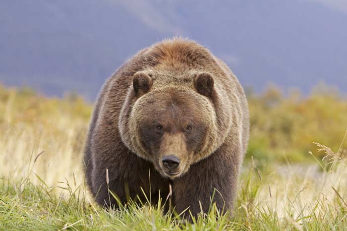 Grizzly Bear