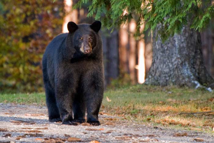 American Black Bear