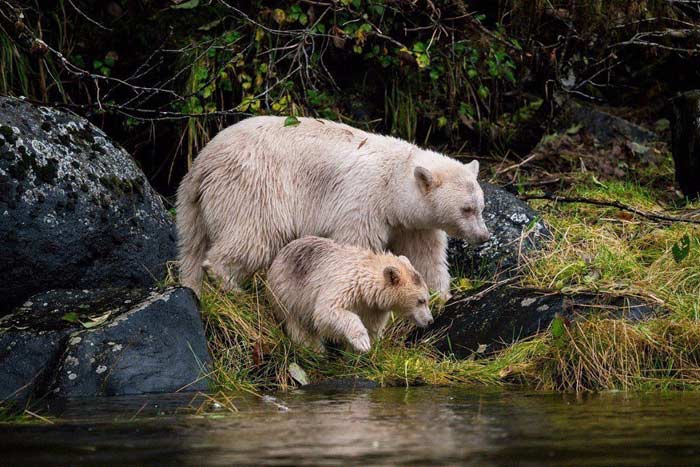 Kermode Bear