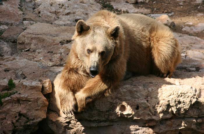 Syrian Brown Bear