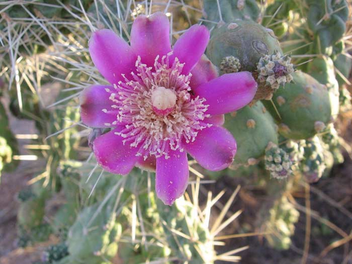 Cylindropuntia fulgida