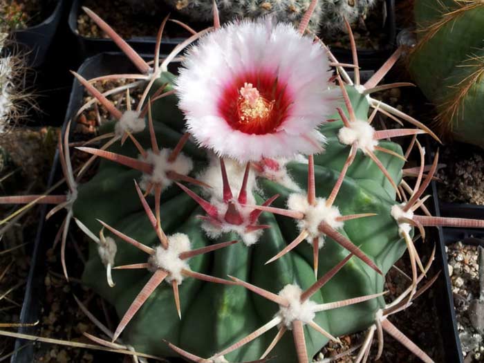 Echinocactus texensis