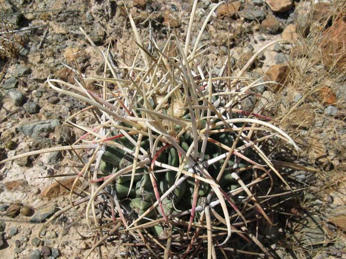 Echinocactus parryi