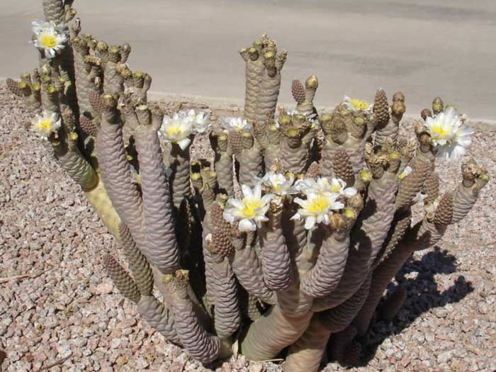 Tephrocactus articulatus