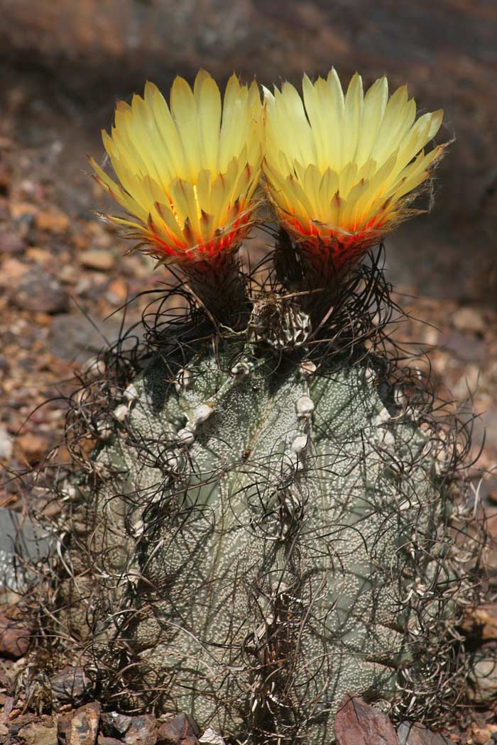 Astrophytum capricorne