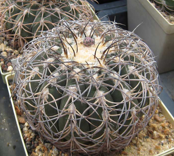 Gymnocalycium spachianum