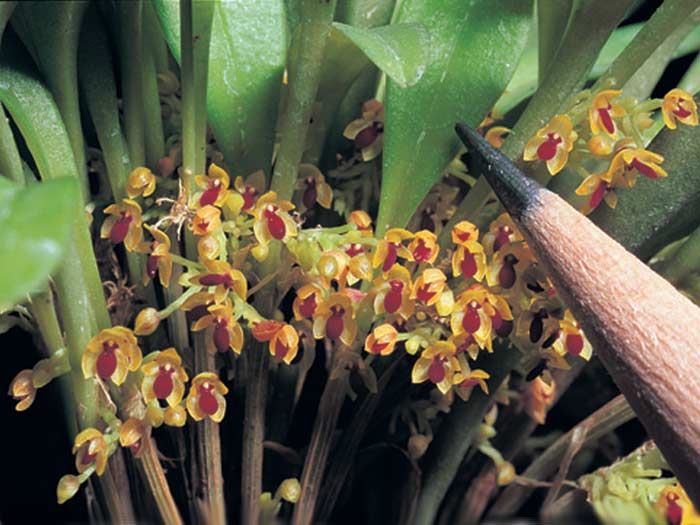 Tiny Orchid Platystele jungermannioides