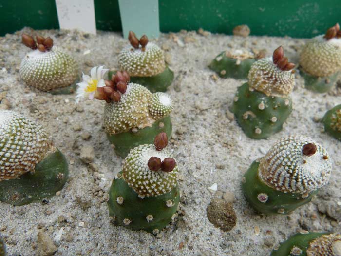 Blossfeldia liliputana