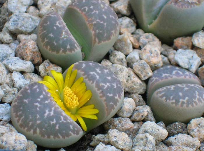 Lithops